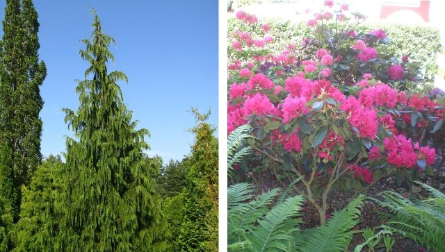 Cyprysik nutkajski (z lewej). Zdjęcie po prawej przedstawia rododendron, u dołu widoczne są paprocie.