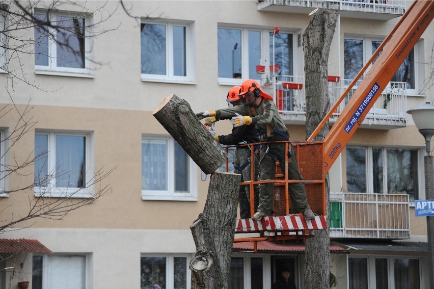 ZDM wytnie w Poznaniu ponad 300 drzew!