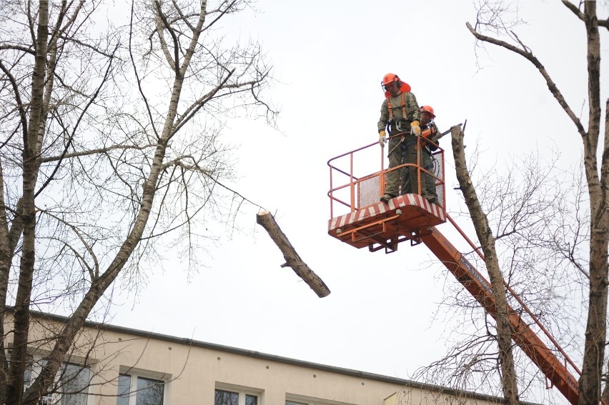 ZDM wytnie w Poznaniu ponad 300 drzew!