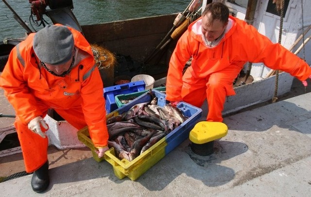Dorsze są najbardziej dochodową rybą na Bałtyku, ale jeszcze w przyszłym roku może je łowić tylko 1/3 naszych rybaków. 