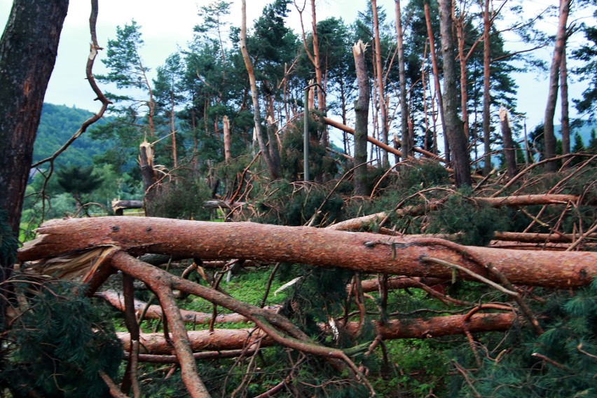 Piwniczna. 40 sekund horroru. Dobę po katakliźmie zniszczony las przeraża [ZDJĘCIA]