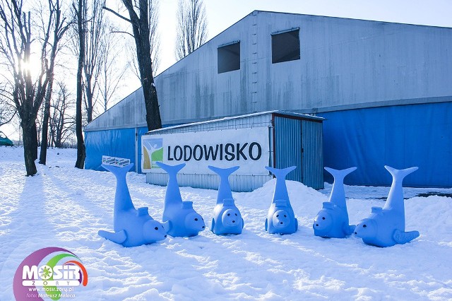 Foczki na żorskim lodowisku. Co za atrakcja!