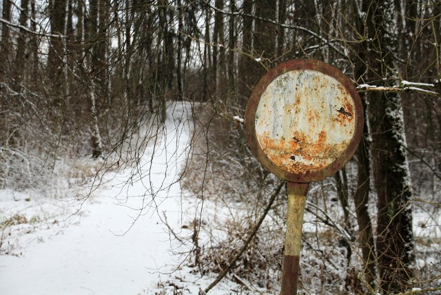 Niektóre lasy w regionie są bardzo zaniedbane