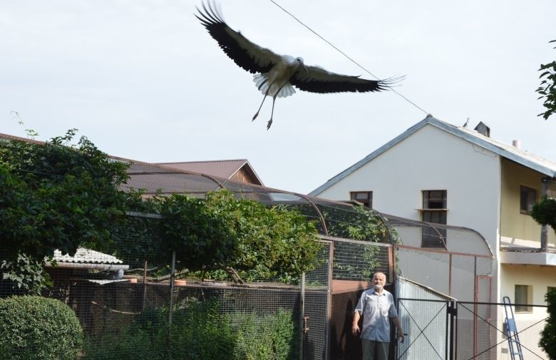 Bociany, które w maju wykluły się na posesji Tadeusza Ptaka nauczyły się latać.