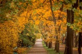 Śląskie. Jesień na instagramie w woj. śląskim. Wszystko, co "jesieniary" lubią najbardziej. Zobacz zdjęcia! 