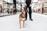 Wielka akcja dla Schroniska Psie Pole – wesprzyj bezdomne zwierzęta