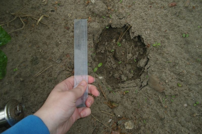 - Ostatnio doszły mnie słuchy, iż z ogrodu zoologicznego w...