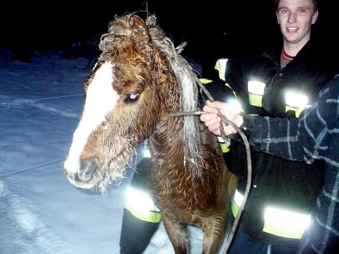 Niecodzienna akcja strażaków. W Nowym Dworze koń wpadł pod lód!