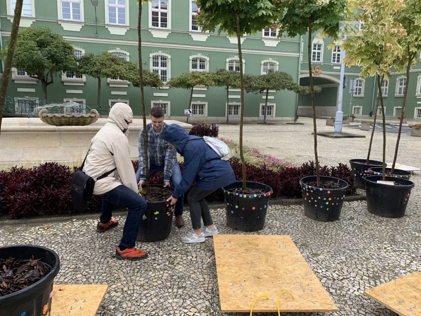 Szczecin. Drzewa zawędrowały do przedszkola, gdzie bezpiecznie przezimują - 26.09.2020