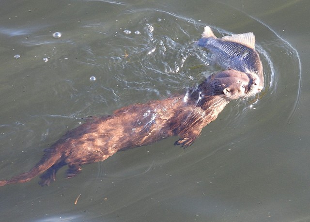 Henryk Pastuszka na zalewie rejowskim w Skarżysku sfotografował dorosłą wydrę z dopiero co upolowanym karasiem srebrzystym w pysku.