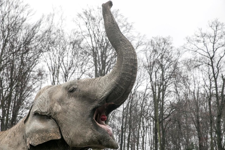 Kraków. Już wkrótce ponowne otwarcie krakowskiego zoo. Znamy datę!