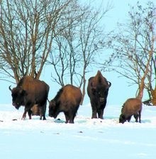 Żubrze stado z Puszczy Knyszyńskiej zostało sfotografowane w okolicach Szudziałowa. Zimą widok spacerujących po polach tych zwierząt jest na porządku dziennym.