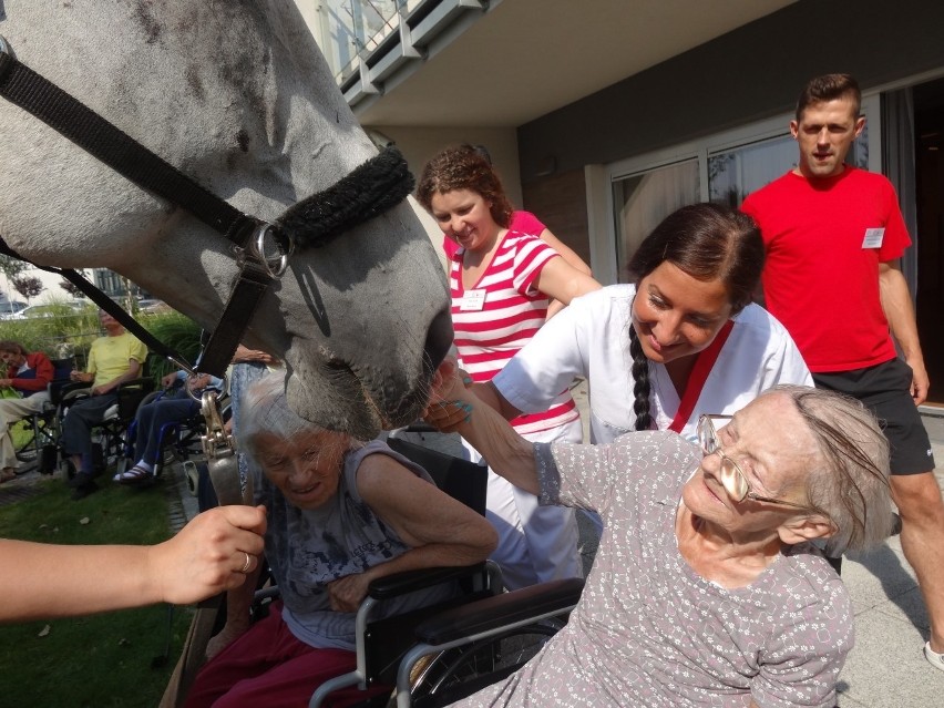 Koń Bellami u seniorów w Senior Residence