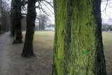 Apel Eko-Inicjatywy ws. wycinki drzew! Stowarzyszenie chce nadzwyczajnej sesji Rady Miasta
