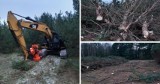 "Las właściwie zniknął". Nielegalna wycinka setek drzew w Dąbrowie w powiecie nowotomyskim. Mieszkańcy są zbulwersowani