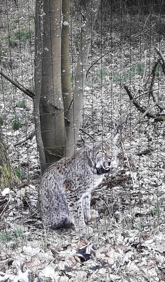 Ryś pojawił się na Kaszubach.