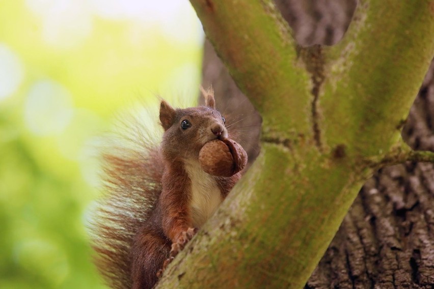 Ktoś poluje na wiewiórki w parku?