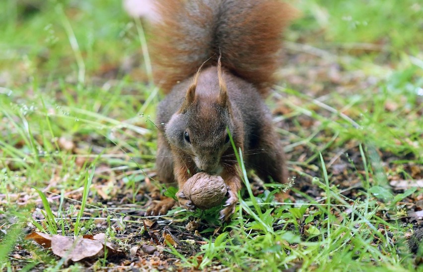 Ktoś poluje na wiewiórki w parku?