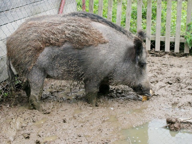 Chrumka pozostaje w zagrodzie, ale smakołyków jej nie brakuje.