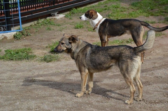 W okolicy Kretomina zaginęły dwa psy. Właściciele proszą o pomoc