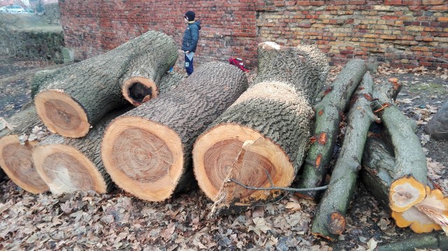 Luty to czas ścinania drzew w Lubuskiem. W Gorzowie ruszyły wycinki 79 drzew przy ul. Kobylogórskiej oraz 250 drzew przy ul. Kostrzyńskiej. W Kożuchowie ścięto 20 kolejnych. Pod topór poszły także drzewa w okolicy Sławy, nieopodal wsi Myszyniec.