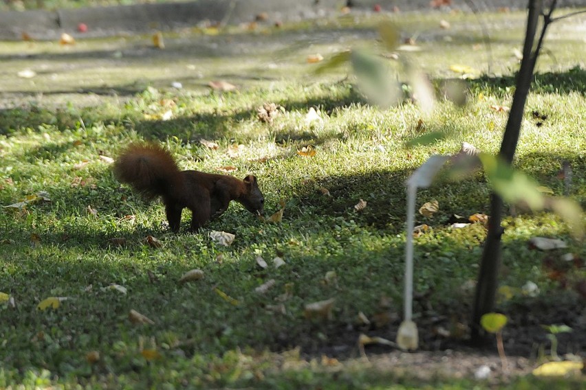 Skoczna wiewiórka w Parku Botanicznym
