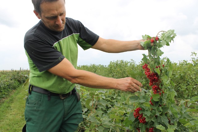 Lada dzień rozpoczną się porzeczkowe żniwa. Jednym z dwóch plantatorów tych owoców na Opolszczyźnie jest Dariusz Kiesiński z Janowa, który sprzedaje też gotowe soki z porzeczek.