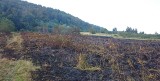 W Bednarce podpalenie, spłonęły dwa hektary traw