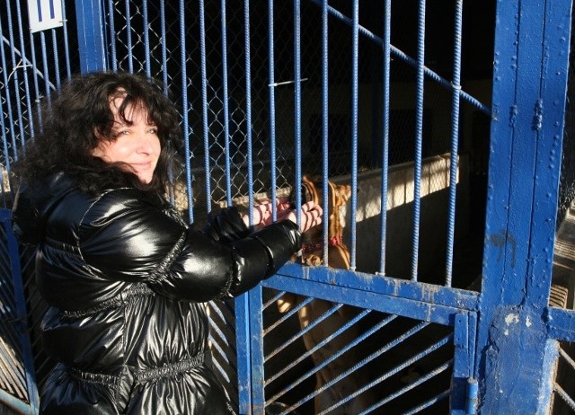 Anita Nawrocka ze Świętokrzyskiego Towarzystwa Opieki na Zwierzętami martwi się o los psów w schronisku.