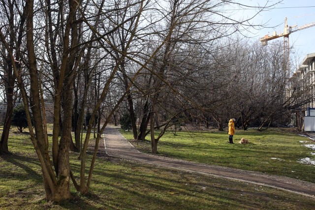 Drzewom w krakowskich parkach na razie nie zagrażają żadne owady