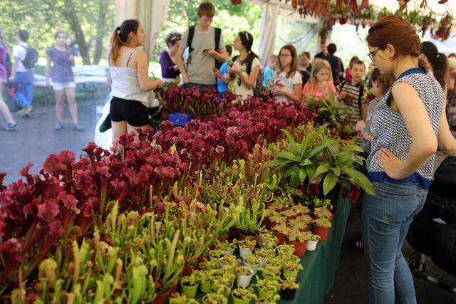 W ramach festiwalu roślin owadożernych można kupić do swoich domów np. kapturnice, dzbaneczniki czy muchołówki