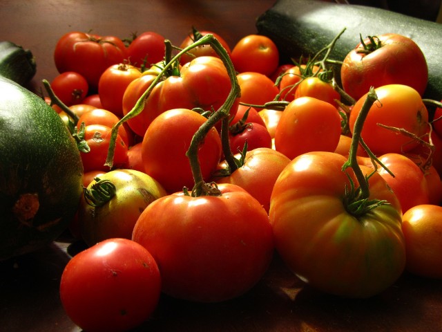 Pomidory z własnego ogroduZaraza ziemniaczana, która toczy pomidory może być obecnie zwalczana z pomocą preparatów ekologicznych tworzonych na bazie olejku z drzewa herbacianego.