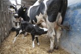 Brakuje siana dla bydła - apel o wsparcie dla rolników dotkniętych suszą 