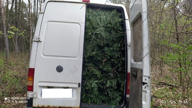 Straż Leśna podczas zasadzki zatrzymała złodziei, którzy po brzegi wypełnili samochód dostawczy młodymi drzewkami.
