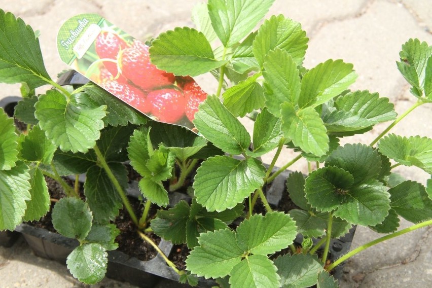 Czas na sadzenie truskawek. Jakie odmiany i jak uprawiać?