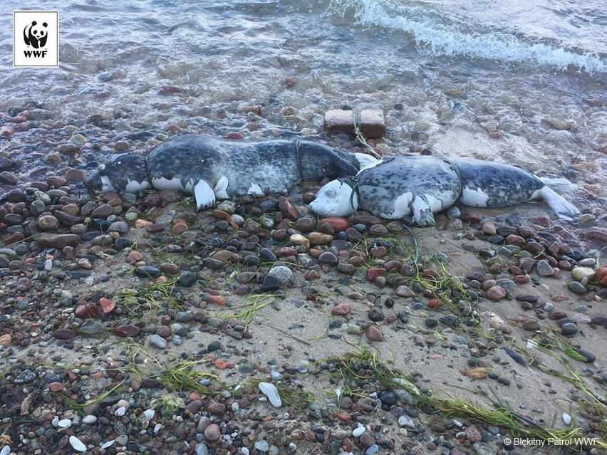 Dwie martwe foki z pętlą u szyi i cegłą znalezione na plaży w Gdyni Oksywiu. Prokuratura bada sprawę 