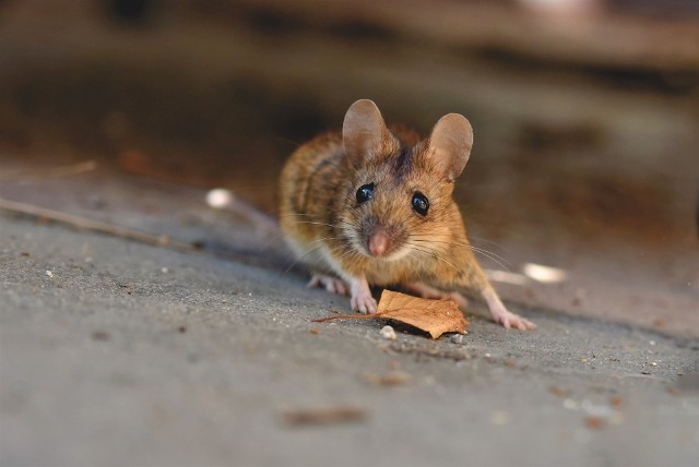 Myszy dołączyły do grona zwierząt, które potrafią rozpoznać siebie w lustrze. Jak to właściwie działa?