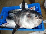 Nietypowa ryba złowiona w Bałtyku! To pierwszy taki okaz znaleziony w południowo-wschodnim rejonie Zatoki Gdańskiej [zdjęcia]