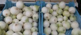 Ceny cebuli w tym roku już są wyjątkowo wysokie. A będą jeszcze wyższe