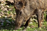 Śmiertelny wypadek na polowaniu na dziki. Trwa prokuratorskie śledztwo