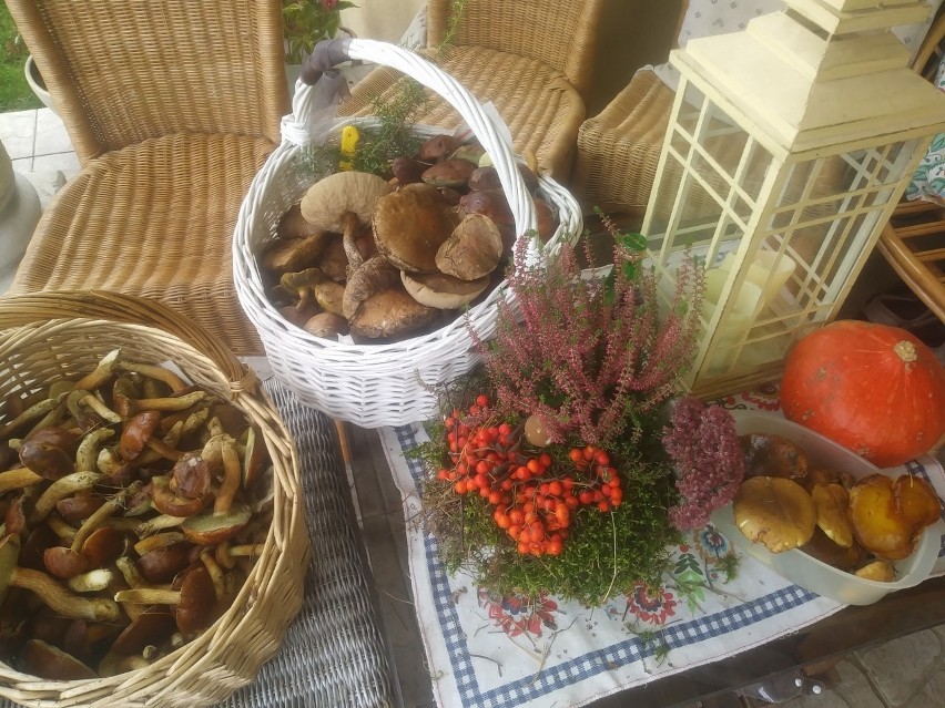 Agroturystyka: Dworek w Borówkach, czyli dom z rodzinną duszą na skraju lasu  