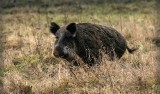 ASF przy granicy z Białorusią. Dziki padły na afrykański pomór świń