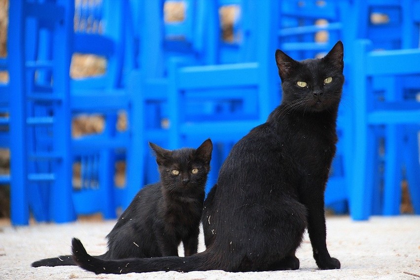 Czy uda się odczarować domowego mruczka o czarnym futerku? Dzień czarnego kota czyli jak Włosi od dwunastu lat walczą z przesądami. 