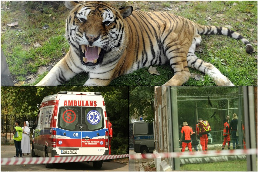 Kulisy wypadku w zoo: Tygrys zagryzł opiekuna