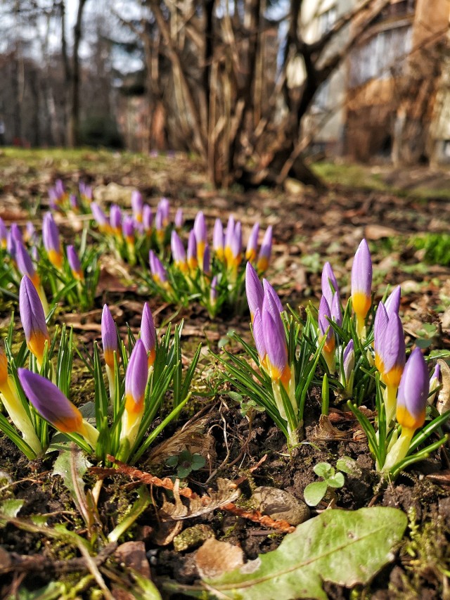 Rozkwitają już w lutym-marcu, niektóre odmiany kwitną też w kwietniu.