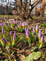 Kraków. Przyroda powoli budzi się do życia. Zaczynają kwitnąć pierwsze wiosenne kwiaty [ZDJĘCIA]
