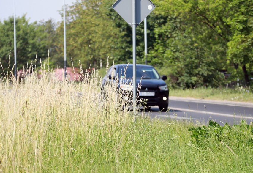 Łódź: Kosić czy nie kosić? Jak co roku w Łodzi toczy się spór o pielęgnację trawników