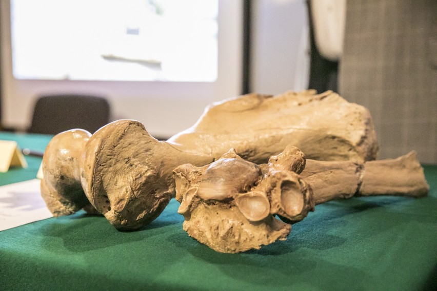 Szkielet gorzowskiego nosorożca ma około 125 tys. lat.