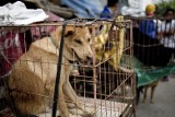 Koniec jedzenia psów w Chinach. Nowe prawo przyjęto tuż przed festiwalem psiego mięsa w Yulin. Psy wykreślone z listy zwierząt gospodarskich