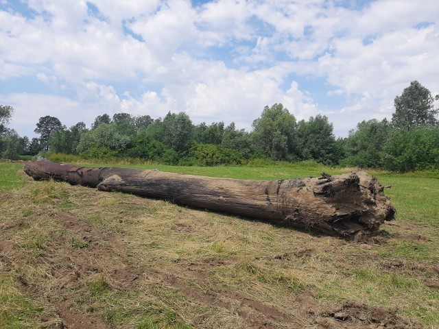 Pień czarnego dębu